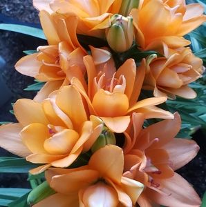 Meet your Posher, Beatriz